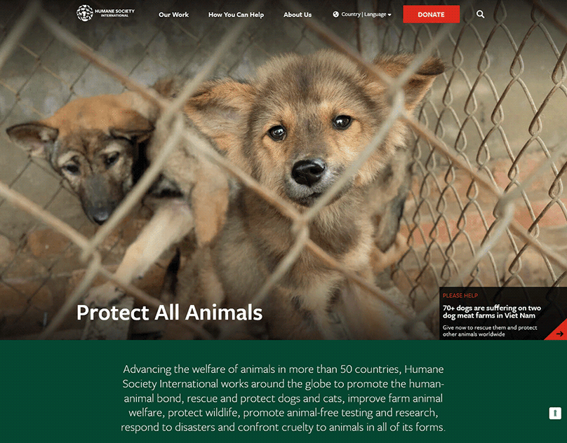 Team-Project-Humane-Society-International